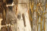 Polished, Petrified Wood (Metasequoia) Stand Up - Oregon #263504-1
